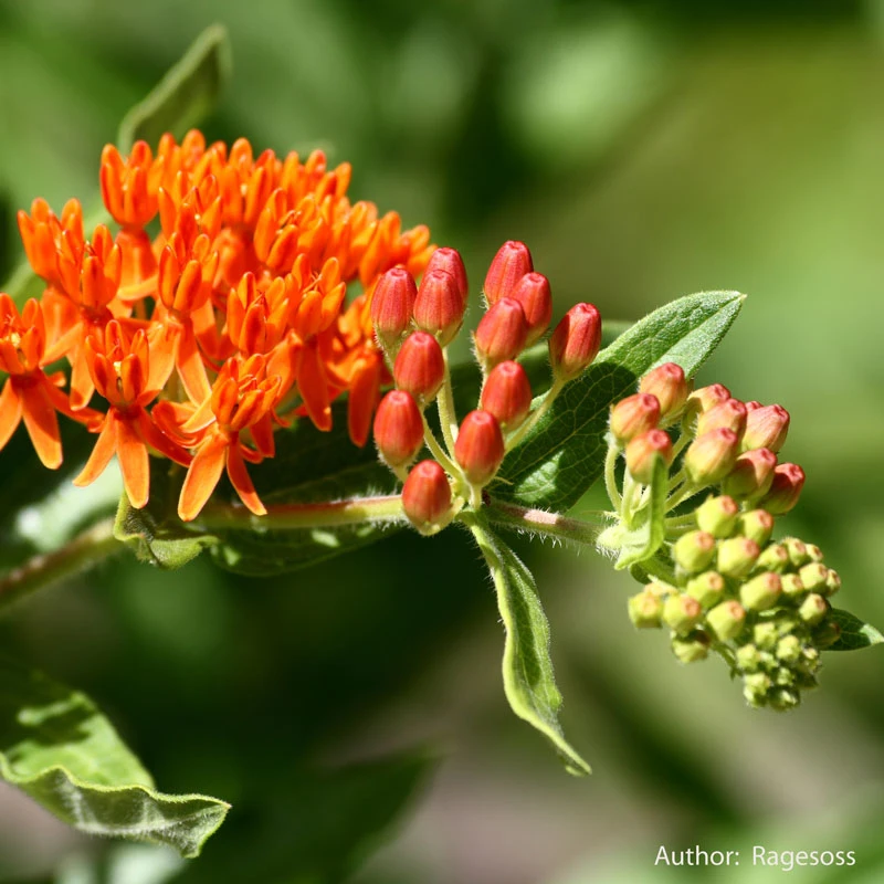 Strictly Medicinal Organic Pleurisy Root 3 Strictly Medicinal Organic Pleurisy Root - Image 3