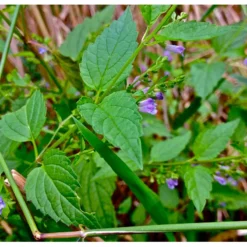 Strictly Medicinal Organic Skullcap -Groworganic Shop snv7036 web