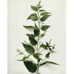 Strictly Medicinal Organic Skullcap -Groworganic Shop snv7036b