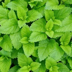 Strictly Medicinal Organic Lemon Balm -Groworganic Shop snv7070 web