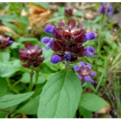 Strictly Medicinal Organic Self Heal (Prunella Vulgaris) 6 Strictly Medicinal Organic Self Heal (Prunella Vulgaris) -Groworganic Shop snv7079 web