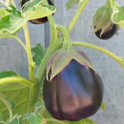 Organic Eggplant, Black Beauty (1 Oz) -Groworganic Shop snv8053 web 1