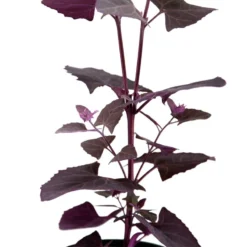 Red Orach Seeds (Organic) -Groworganic Shop snv8064 web