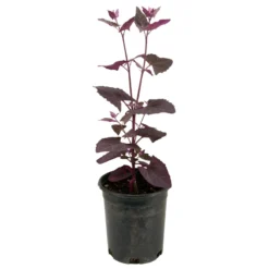 Red Orach Seeds (Organic) -Groworganic Shop snv8064 web2