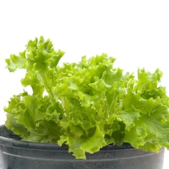 Organic Lettuce, Tango (1/4 Lb) -Groworganic Shop snv8075 web 1