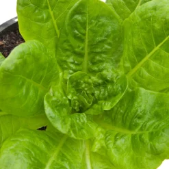 Buttercrunch Lettuce Seeds (Organic) -Groworganic Shop snv8084 web