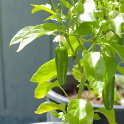 Hot Jalapeo Early Pepper Seeds (Organic) 7 Hot Jalapeo Early Pepper Seeds (Organic) -Groworganic Shop snv8124 web
