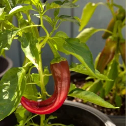 Hot New Mexico Joe Parker Pepper Seeds (Organic) 8 Hot New Mexico Joe Parker Pepper Seeds (Organic) -Groworganic Shop snv8127 web1