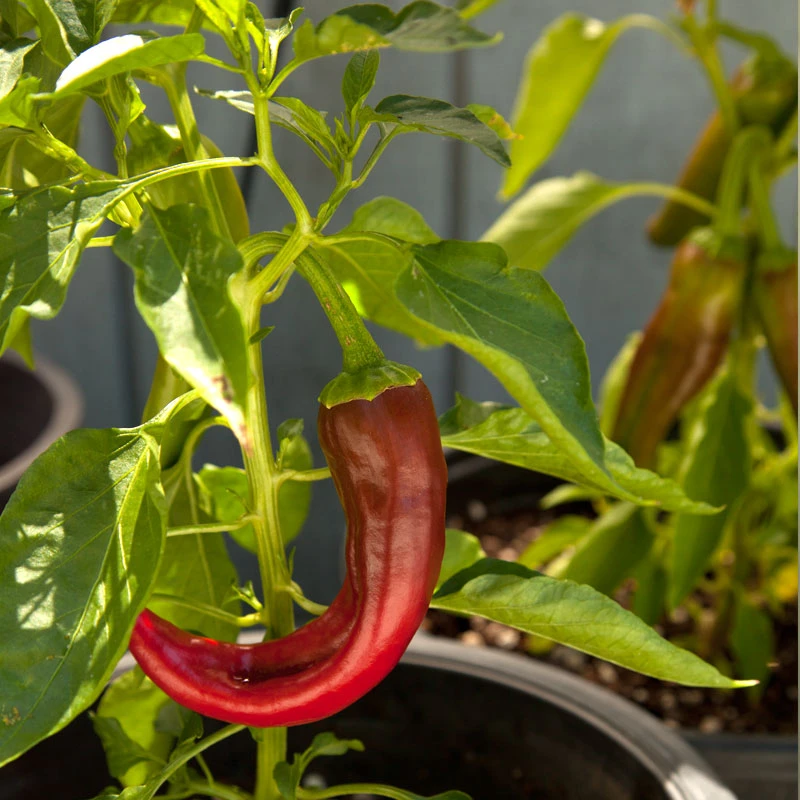 Hot New Mexico Joe Parker Pepper Seeds (Organic) 4 Hot New Mexico Joe Parker Pepper Seeds (Organic) - Image 4