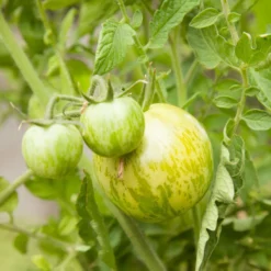 Green Zebra Tomato Seeds (Organic) 8 Green Zebra Tomato Seeds (Organic) -Groworganic Shop snv8173 web