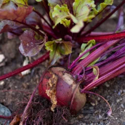 Bull's Blood Beet Seeds (Organic) 6 Bull's Blood Beet Seeds (Organic) -Groworganic Shop snv8204 a 1