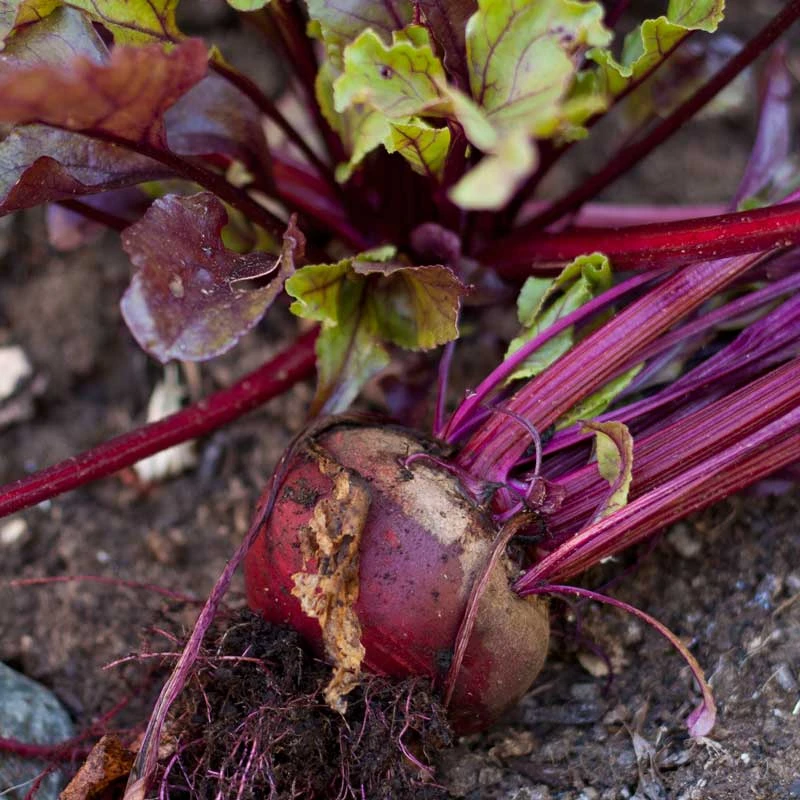 Bull's Blood Beet Seeds (Organic) 3 Bull's Blood Beet Seeds (Organic) - Image 3
