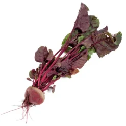 Bull's Blood Beet Seeds (Organic) 7 Bull's Blood Beet Seeds (Organic) -Groworganic Shop snv8204 b