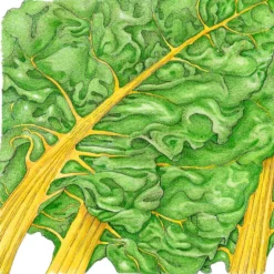 Yellow Chard Seeds (Organic) 5 Yellow Chard Seeds (Organic) -Groworganic Shop snv8214 1