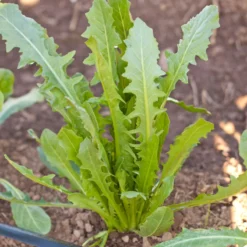 Chicory Catalogna Greens Seeds (Organic) 5 Chicory Catalogna Greens Seeds (Organic) -Groworganic Shop snv8218 a 2