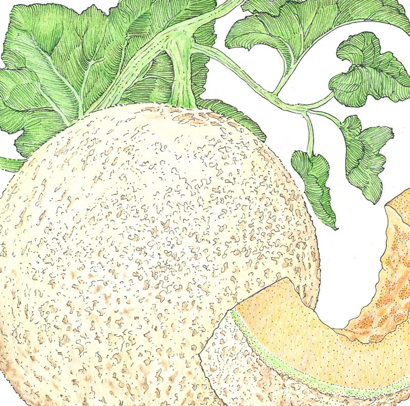 Honeyrock Melon Seeds (Organic) 2 Honeyrock Melon Seeds (Organic) - Image 2