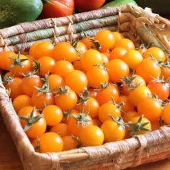 Gold Nugget Tomato Seeds (Organic) -Groworganic Shop snv8277 web2