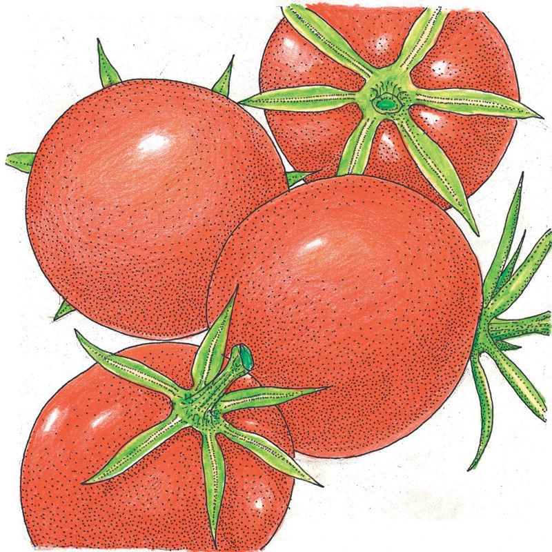 Organic Tomato, Burbank (1 Oz) 2 Organic Tomato, Burbank (1 Oz) - Image 2