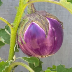 Rosa Bianca Eggplant Seeds (Organic) -Groworganic Shop snv8350 web