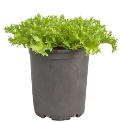 Organic Greens, Endive, Frisee (1/4 Lb) 7 Organic Greens, Endive, Frisee (1/4 Lb) -Groworganic Shop snv8391 web 1