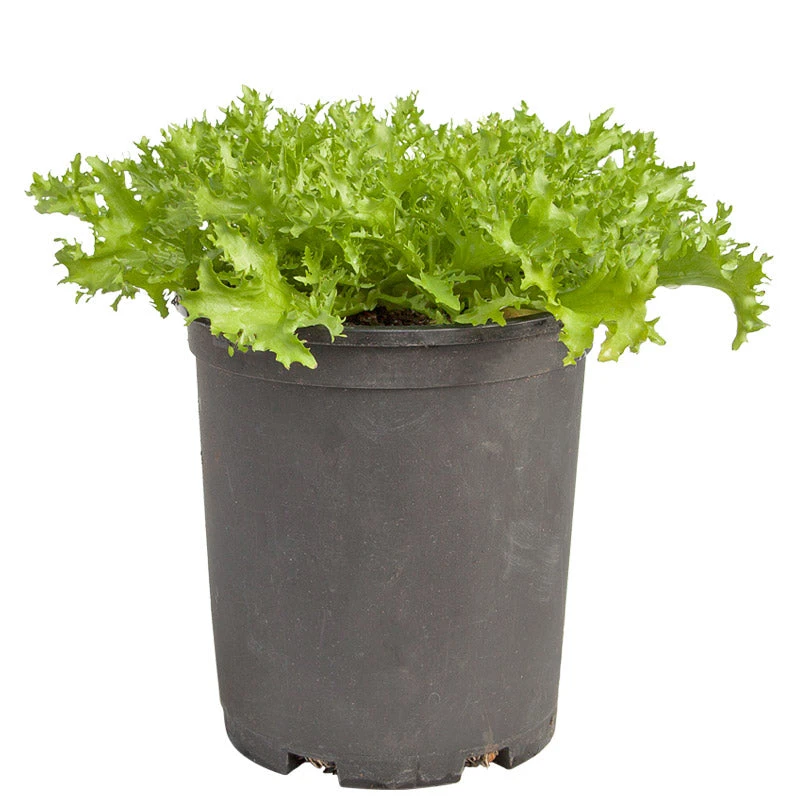 Organic Greens, Endive, Frisee (1/4 Lb) 4 Organic Greens, Endive, Frisee (1/4 Lb) - Image 4