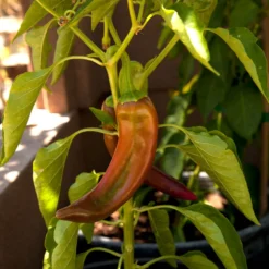 Anaheim Pepper Seeds (Organic) -Groworganic Shop snv8405 web2