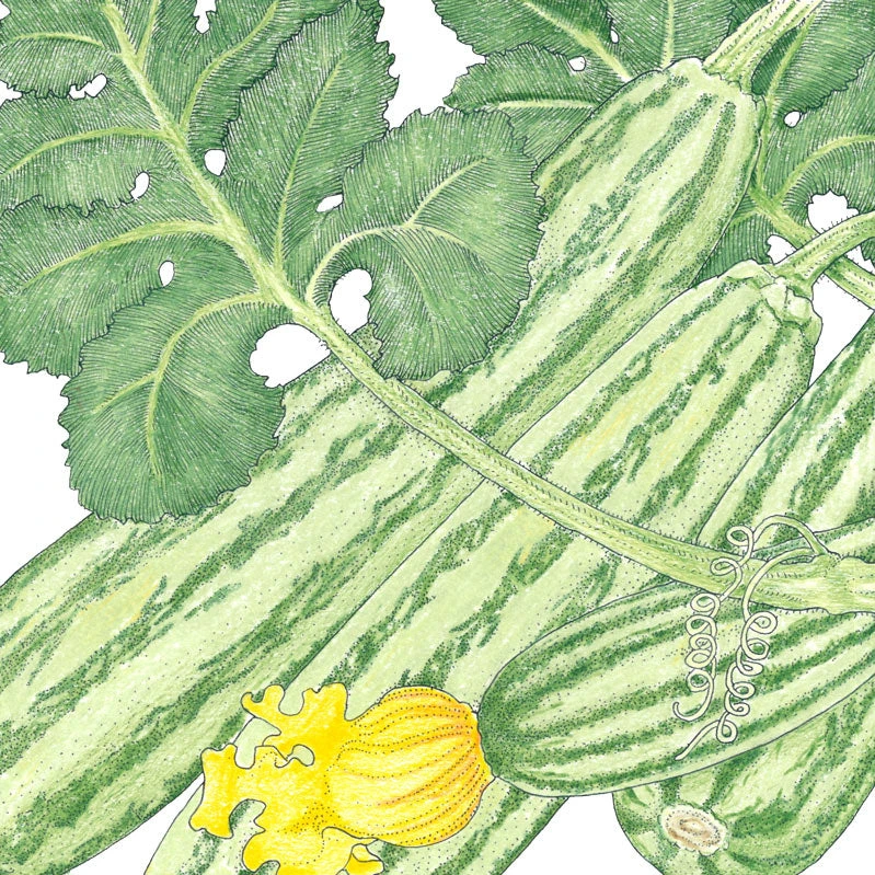 Cocozelle Summer Squash Seeds (Organic) 2 Cocozelle Summer Squash Seeds (Organic) - Image 2
