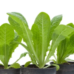 Romaine, Jericho Lettuce Seeds (Organic) -Groworganic Shop snv8473 web