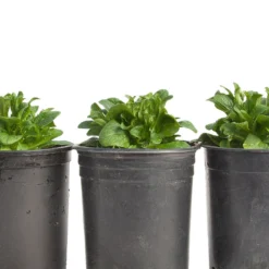 Mache Greens Seeds (Organic) 7 Mache Greens Seeds (Organic) -Groworganic Shop snv8474 web2