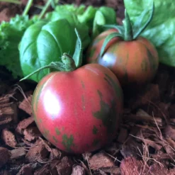 Pink Boar Tomato Seeds (Organic) -Groworganic Shop snv8542 web2