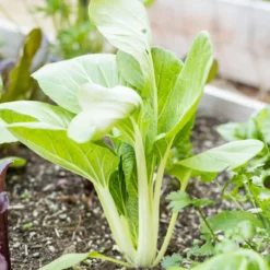 Pak Choi Greens Seeds (Organic) -Groworganic Shop spring 0017