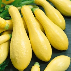Early Straightneck Summer Squash Seeds (Organic) 5 Early Straightneck Summer Squash Seeds (Organic) -Groworganic Shop squash straightneck