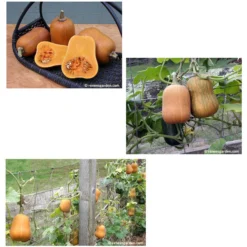 Renee's Garden Squash Winter Baby Butternut Honey Nut -Groworganic Shop squash winter honey nut 72dpi 03