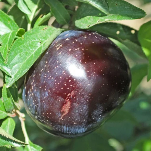 Starry Night Plum Tree -Groworganic Shop starry night plum B