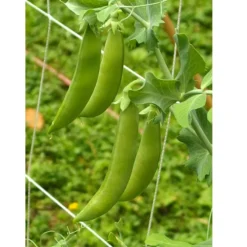 Organic Peas, Sugar Daddy (1/2 Lb ) 5 Organic Peas, Sugar Daddy (1/2 Lb ) -Groworganic Shop sugar daddy web 1