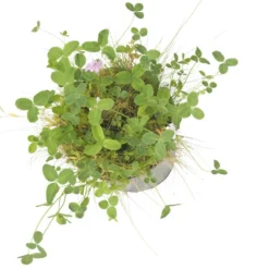 Peaceful Valley Kaleidoscope Meadow Mix - Seed (lb) -Groworganic Shop swf2112 b