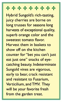 Renee's Garden Cherry Tomato Sungold Orange 3 Renee's Garden Cherry Tomato Sungold Orange - Image 3