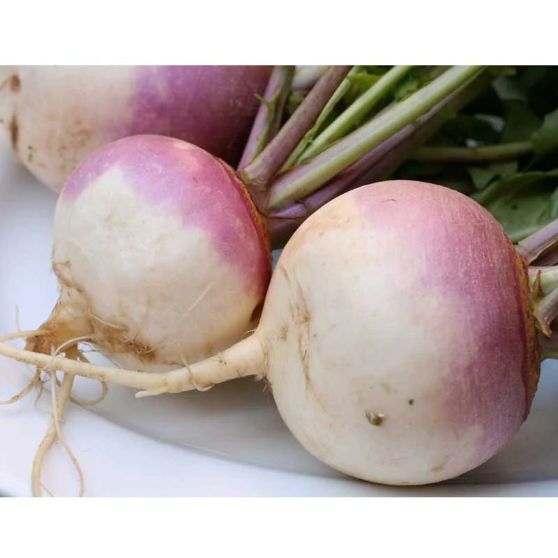 Organic Turnip, Purple Top (1/4 Lb) 2 Organic Turnip, Purple Top (1/4 Lb) - Image 2