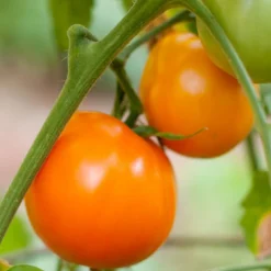Valencia Tomato Seeds (Organic) -Groworganic Shop valencia 1