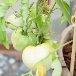 White Wonder Tomato Seeds (Organic) -Groworganic Shop white wonder 1 13 1