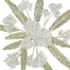 Yarrow, White (1/4 Lb)